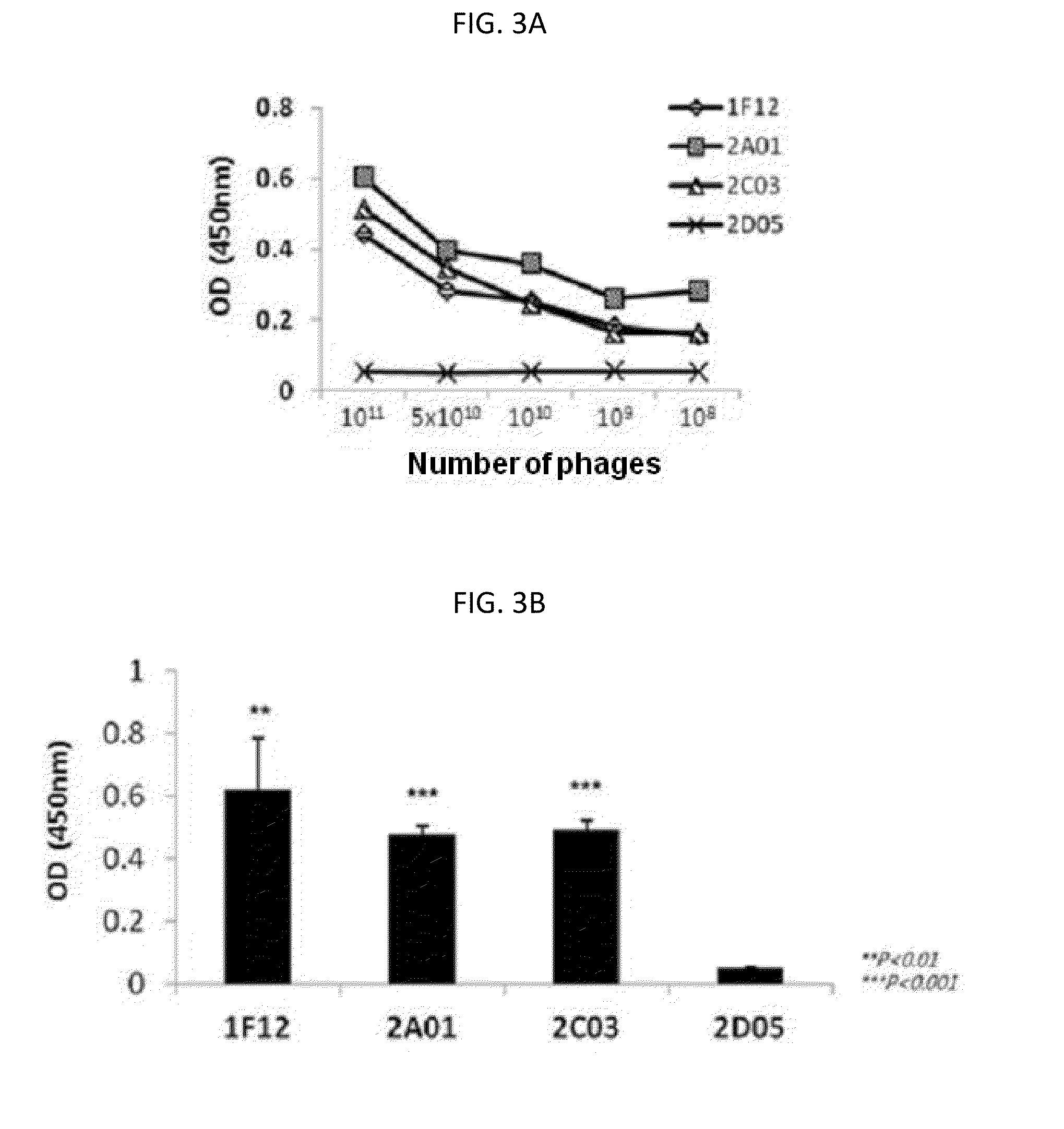 ANTIBODIES CROSS-REACTIVE TO HUMAN AND MOUSE c-Met AND USES THEREOF