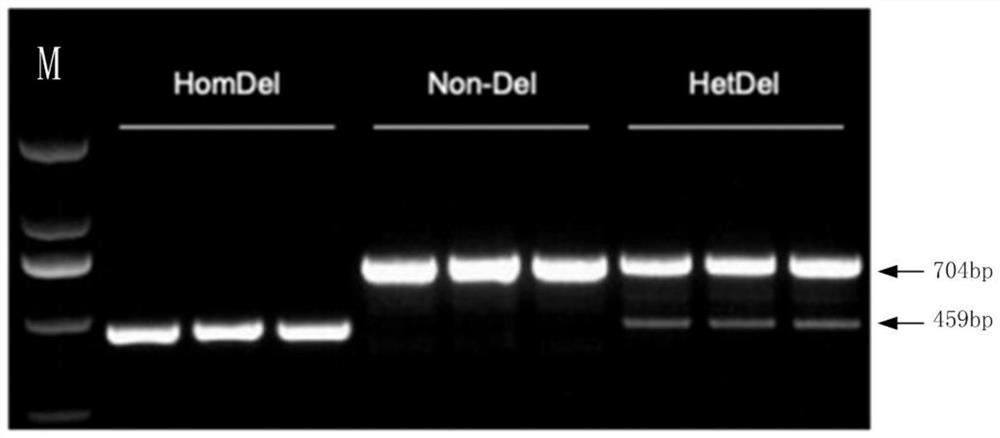 Structural variation molecular marker related to goat hypoxia adaptation and application