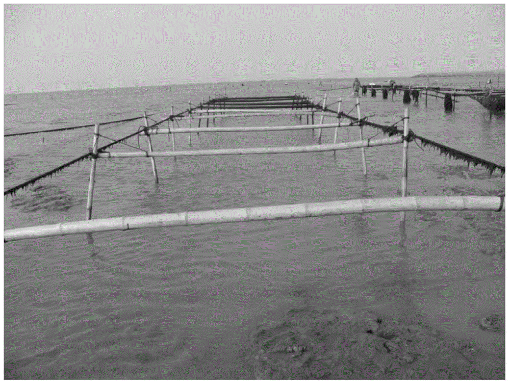 Method for preventing and controlling green alga overgrowth on porphyra cultivation raft frames
