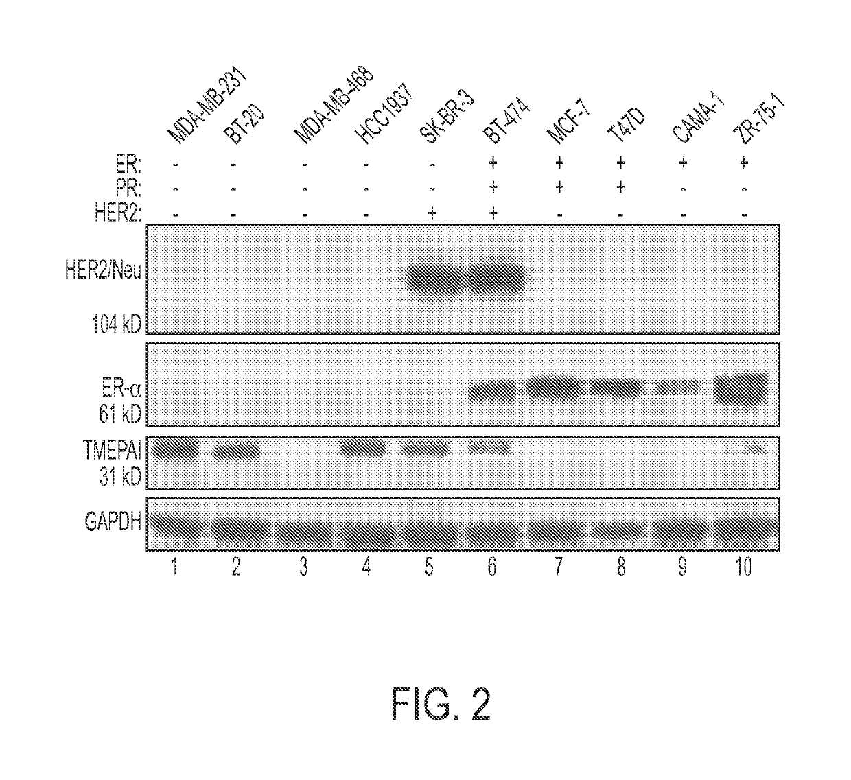 Methods for classifying a cancer as susceptible to TMEPAI-directed therapies and treating such cancers