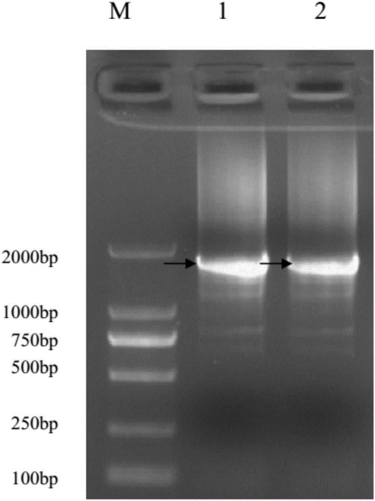Drug-resistant gene CYP6AY3v2 of small brown planthopper, gene segment for reducing drug resistance of small brown planthopper and application thereof