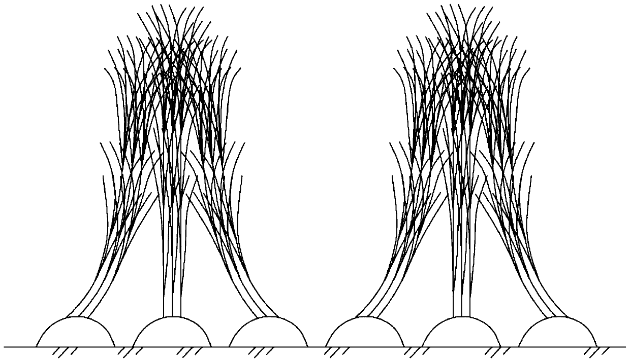 Planting Method of Sugarcane with Opposite Tilt and Lodging Resistance