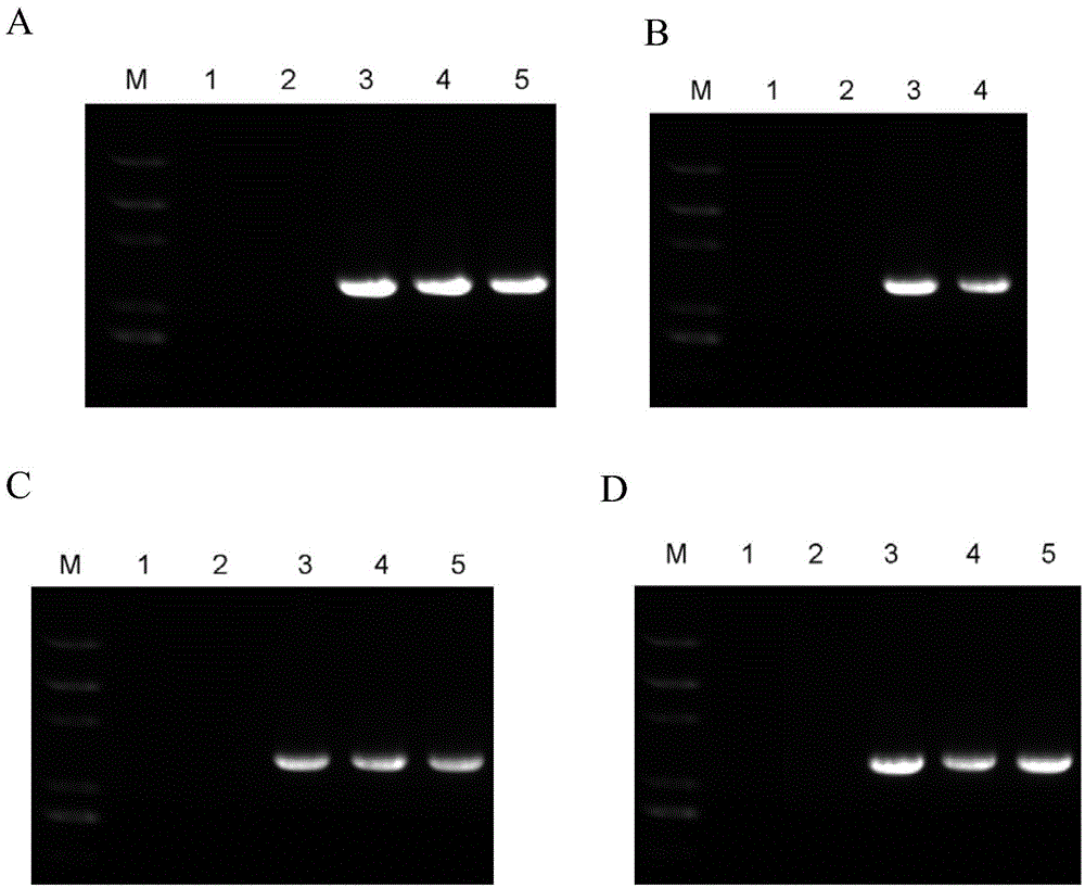 Application of growth-related protein GRP2 in regulation of plant growth