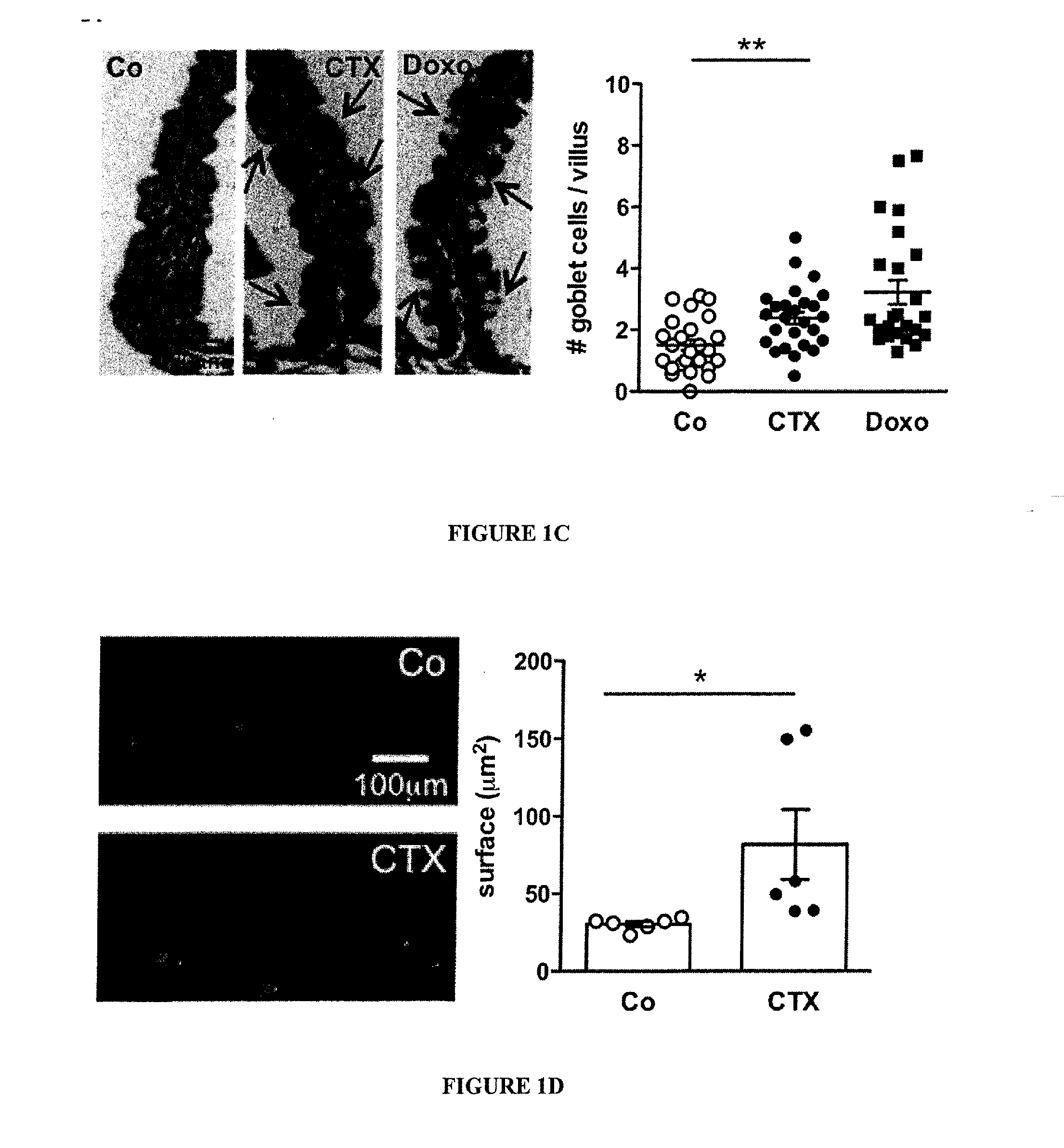 Microbiota composition, as a marker of responsiveness to chemotherapy, and use of microbial modulators (pre-, pro- or synbiotics) for improving the efficacy of a cancer treatment