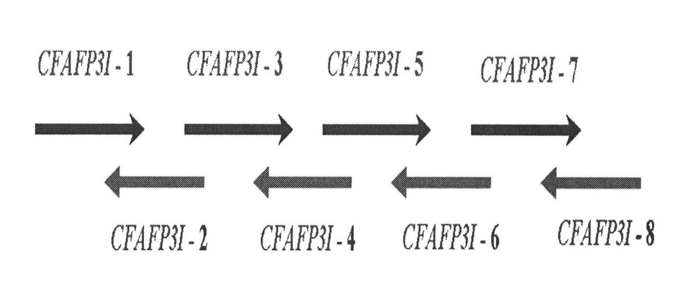 Gene descended from antifreeze peptide insect and preparation method and application thereof