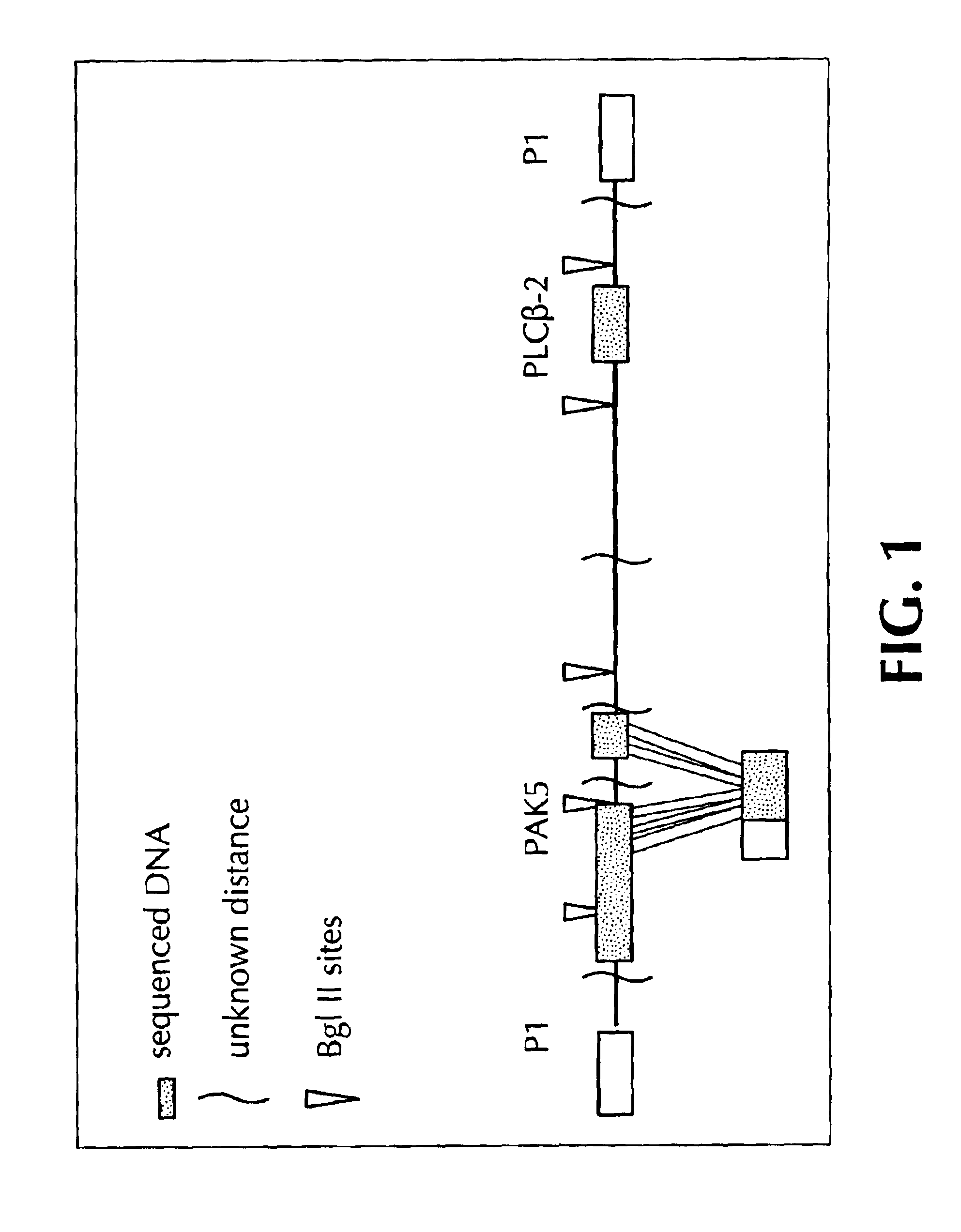 Genes and polynucleotides associated with ultraviolet radiation-mediated skin damage and uses thereof