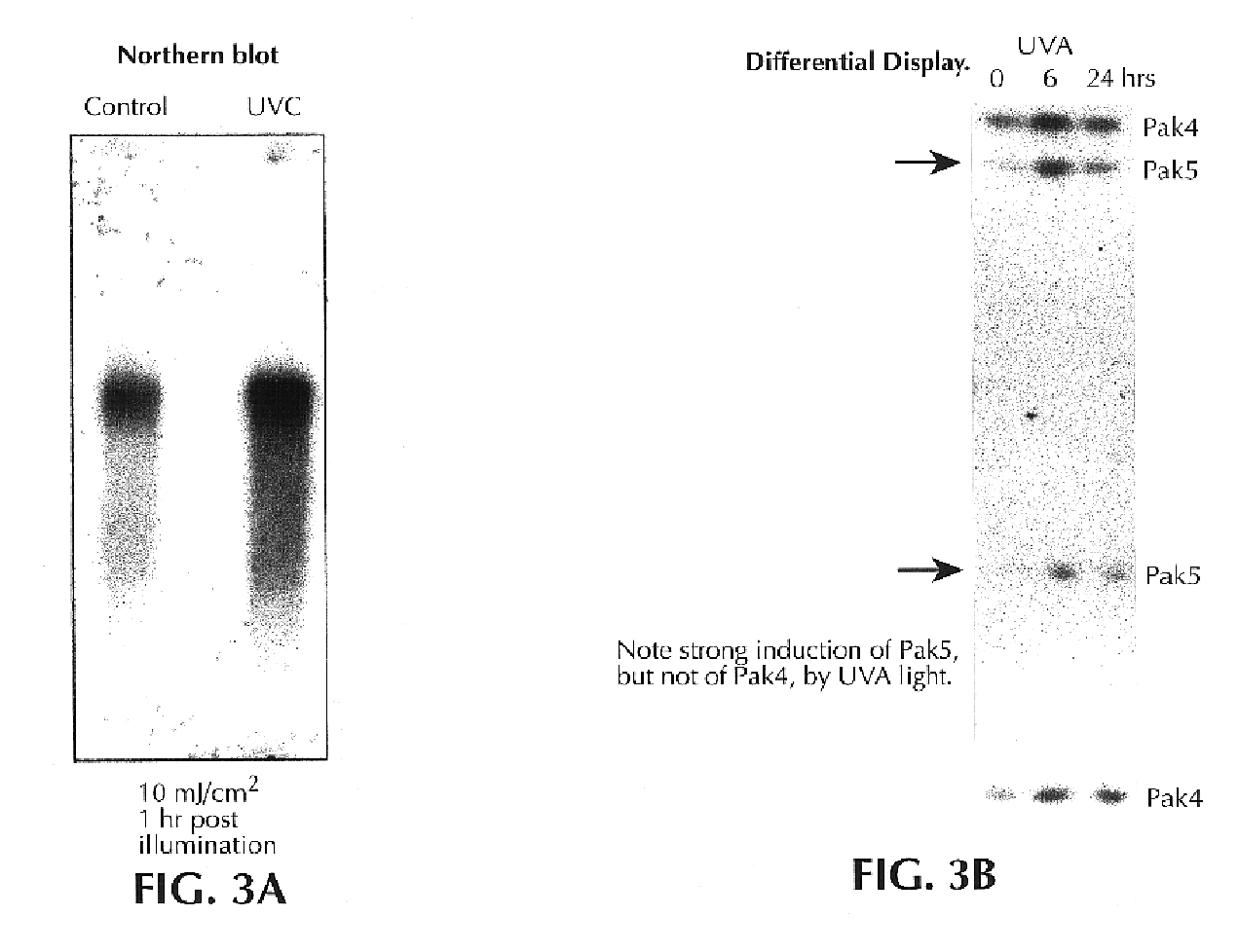 Genes and polynucleotides associated with ultraviolet radiation-mediated skin damage and uses thereof