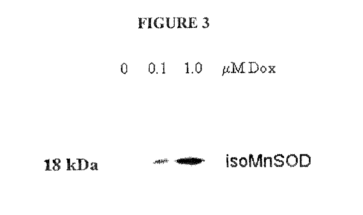 Compositions and Methods for Inhibiting an Isoform of Human Manganese Superoxide Dismutase