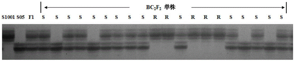 SSR molecular markers cosegregated from cucumber powdery mildew-resistant major QTL