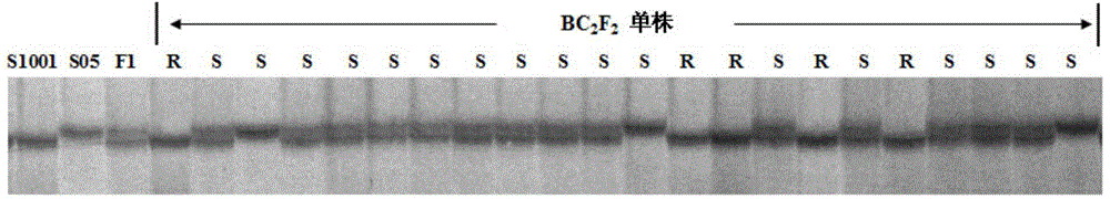 SSR molecular markers cosegregated from cucumber powdery mildew-resistant major QTL