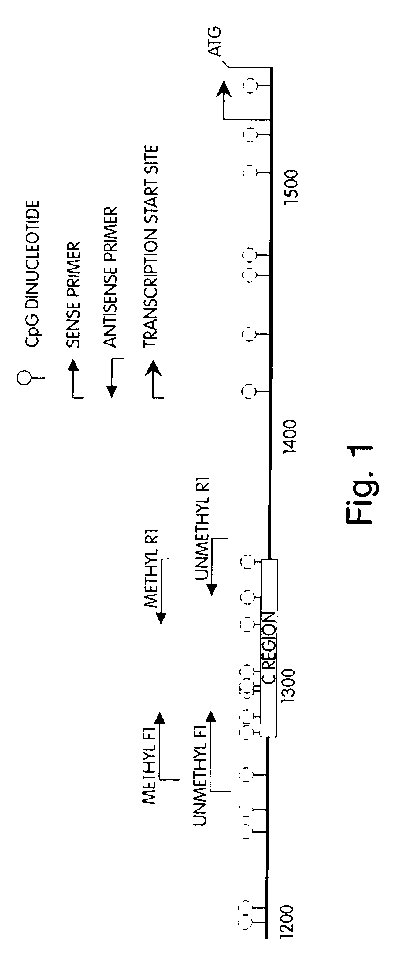 Methods and compositions for detecting cancers associated with methylation of hMLH1 promoter DNA