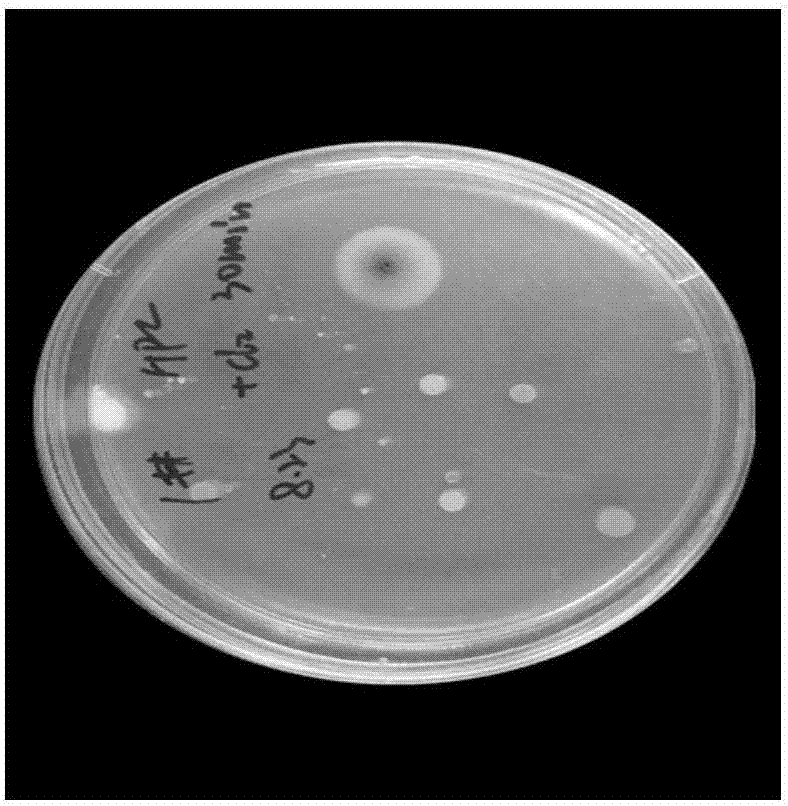 Method for screening and separating chlorine-resistant bacteria and Gordonia terrae strain obtained with same