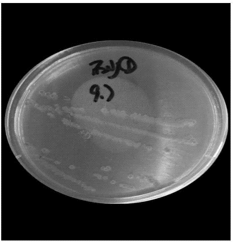 Method for screening and separating chlorine-resistant bacteria and Gordonia terrae strain obtained with same