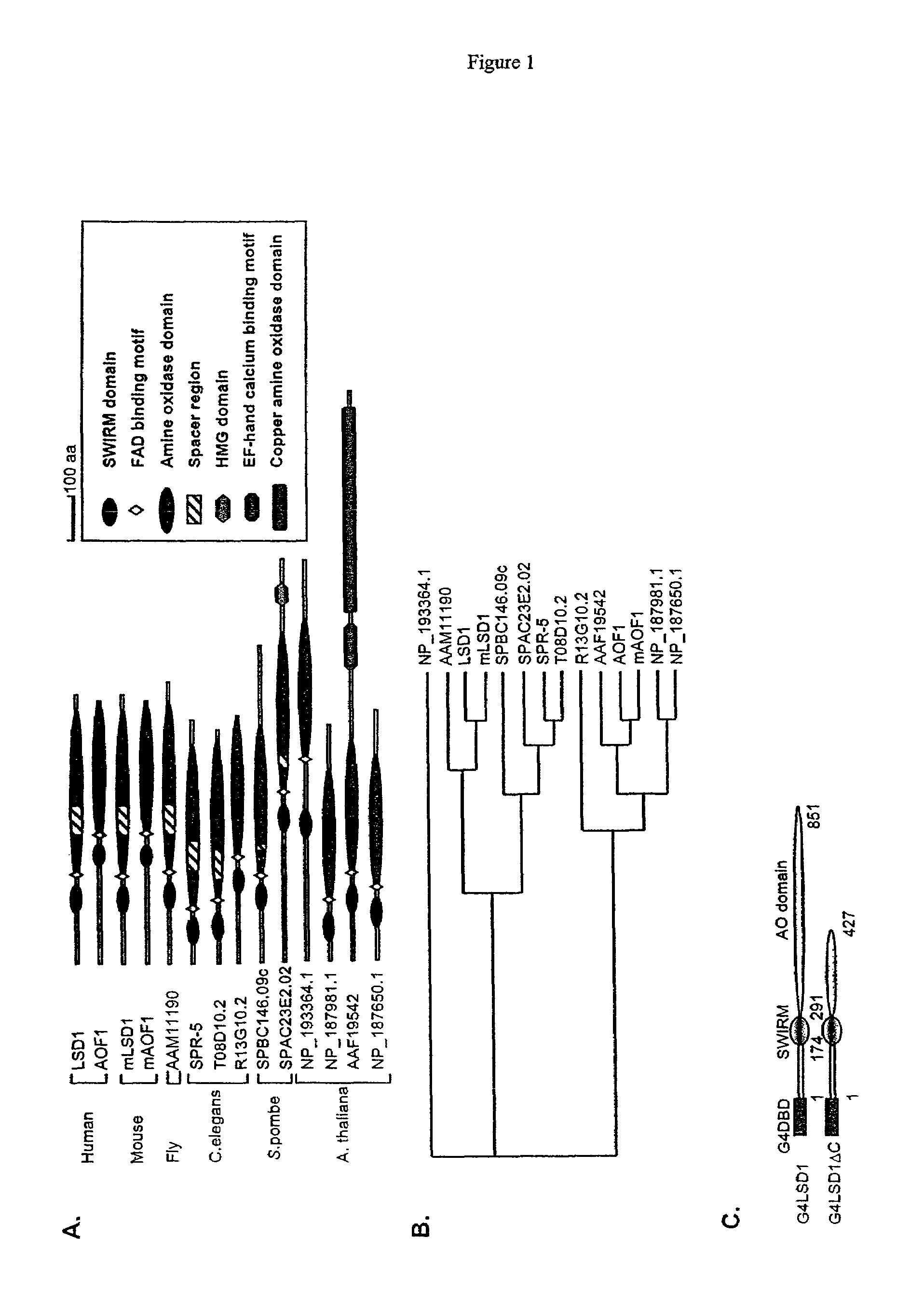 Histone demethylation mediated by the nuclear amine oxidase homolog LSD1