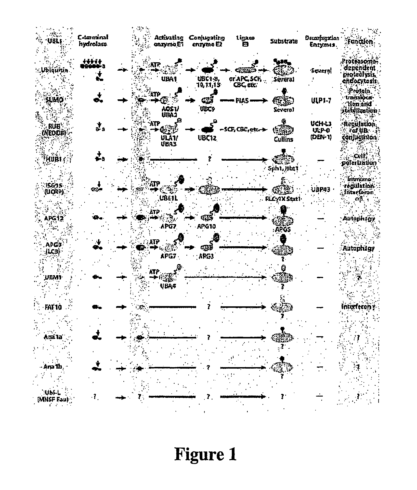 Methods and compositions for enhanced protein expression and purification