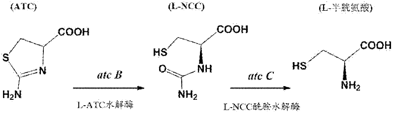 N-carbamyl-L-cysteine (L-NCC) amidohydrolase, encoding gene and application of recombinant expressed protein of L-NCC amidohydrolase