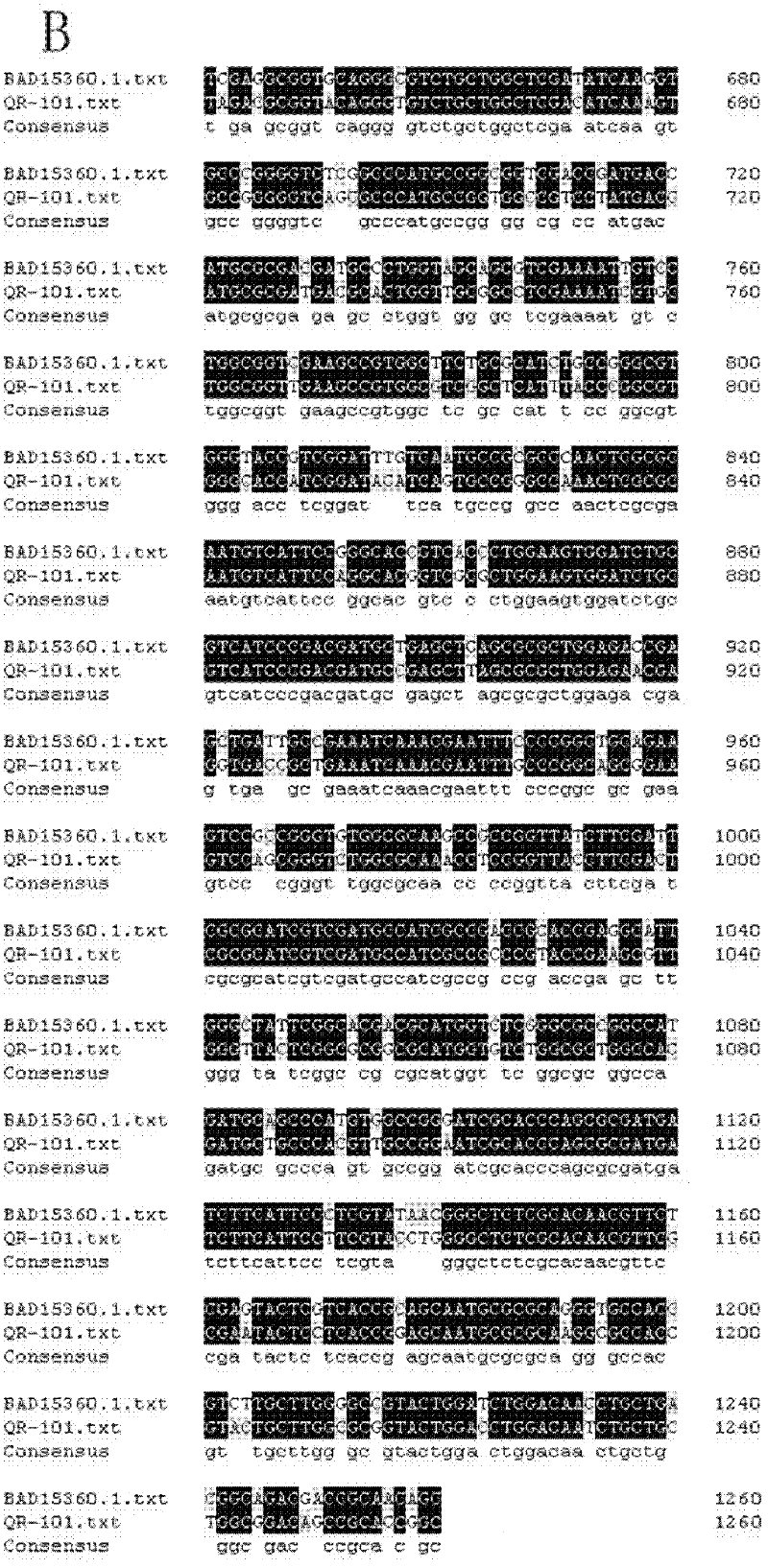 N-carbamyl-L-cysteine (L-NCC) amidohydrolase, encoding gene and application of recombinant expressed protein of L-NCC amidohydrolase