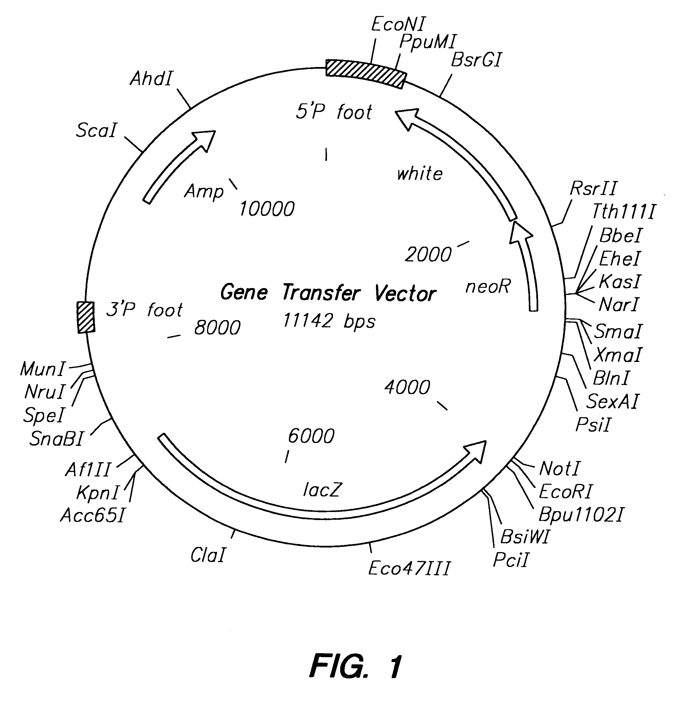 P element derived vector and methods for its use