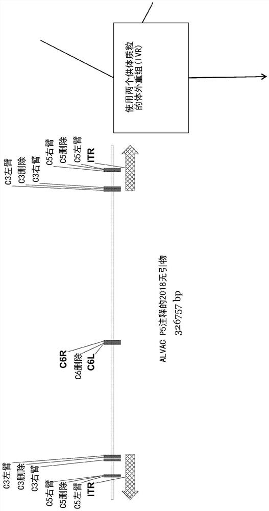 Recombinant viral vector systems expressing exogenous feline paramyxovirus genes and vaccines made therefrom