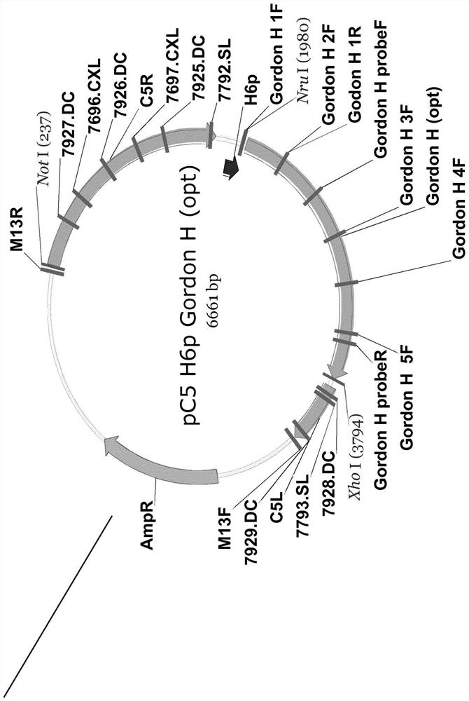 Recombinant viral vector systems expressing exogenous feline paramyxovirus genes and vaccines made therefrom