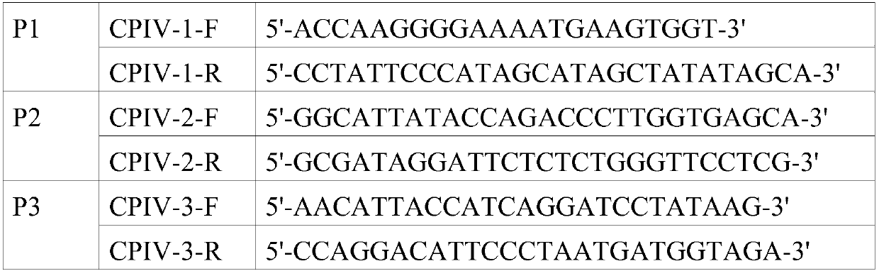 Canine parainfluenza virus strain and application thereof