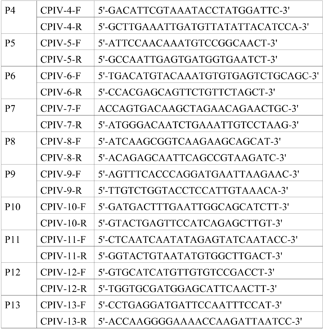 Canine parainfluenza virus strain and application thereof