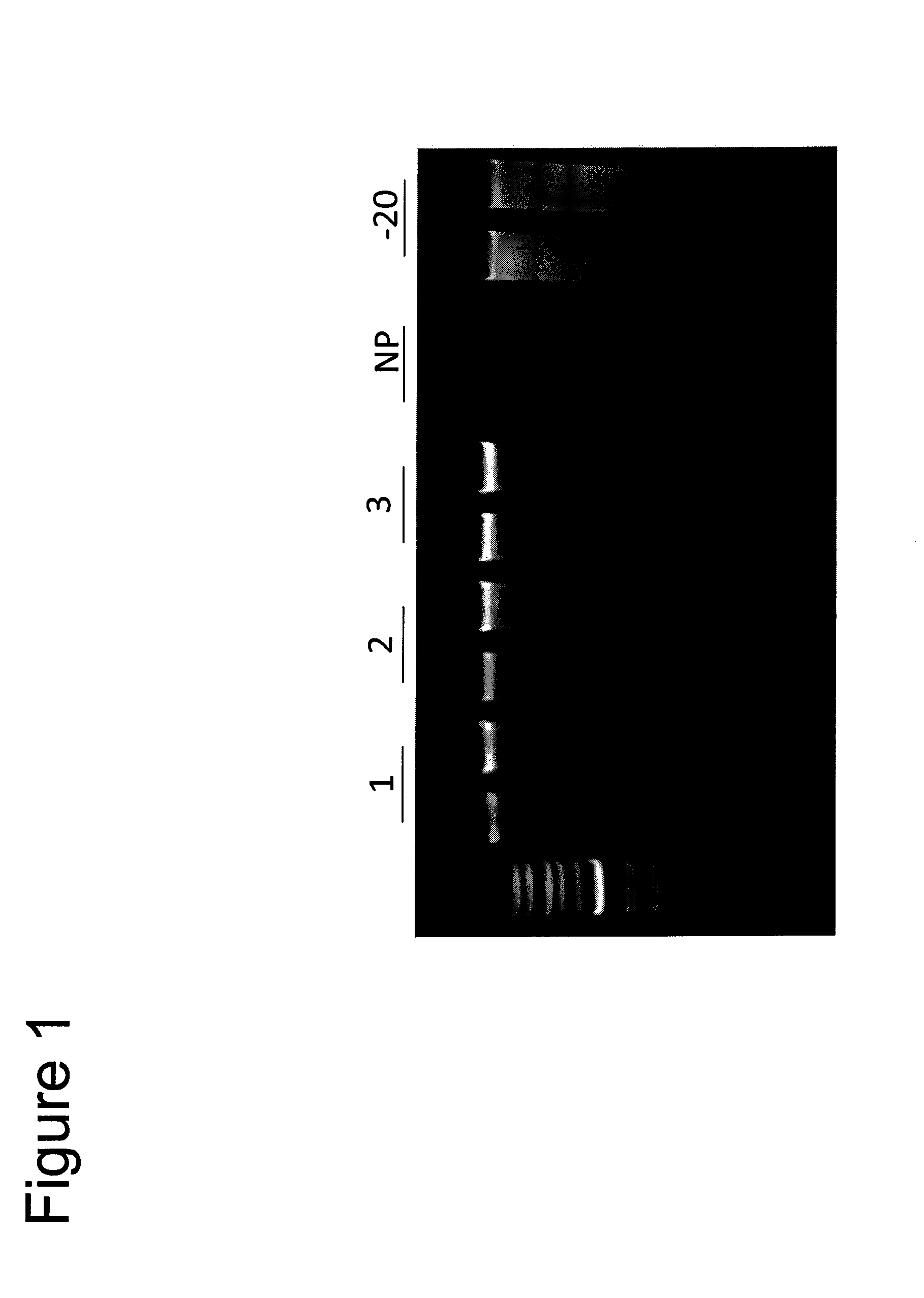 Compositions for stabilizing DNA, RNA and proteins in saliva and other biological samples during shipping and storage at ambient temperatures