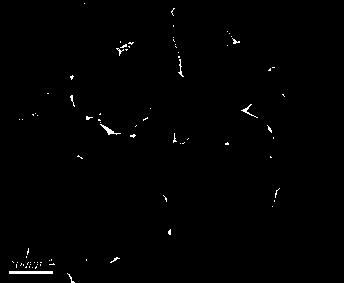 Method for preparing nano ferroferric oxide