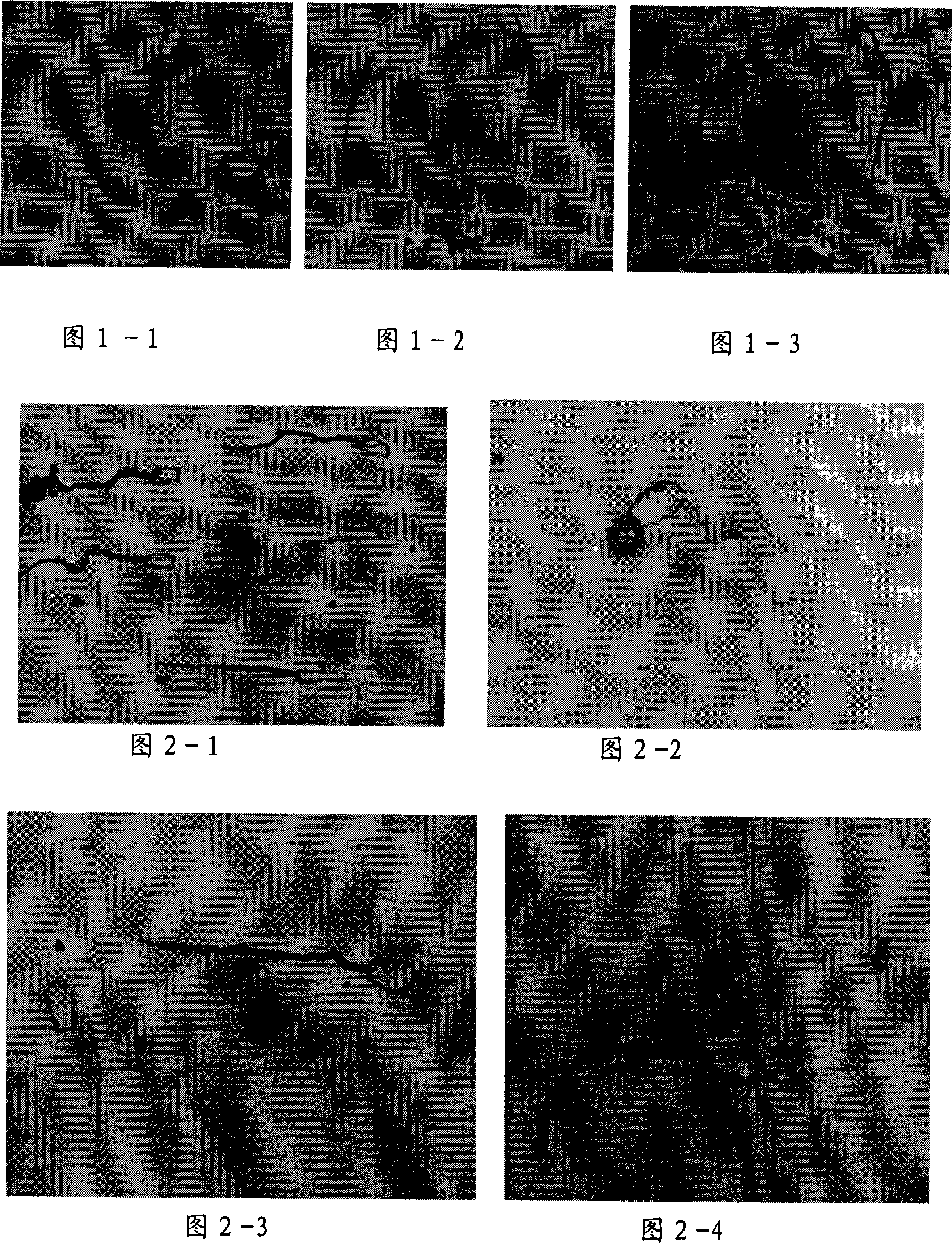 Method for producing and thawing grain type frozen semen of pig