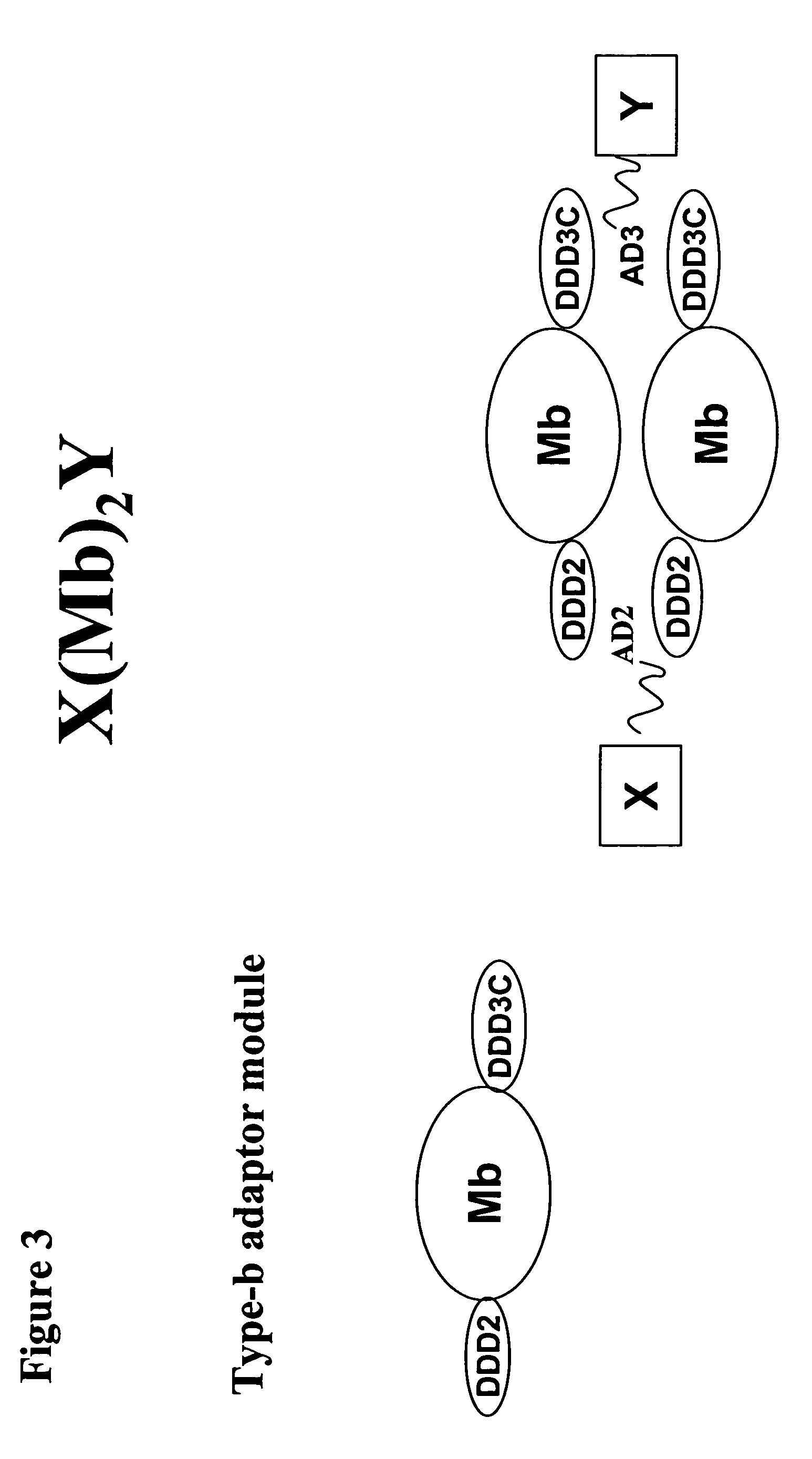 Methods and compositions for generating bioactive assemblies of increased complexity and uses
