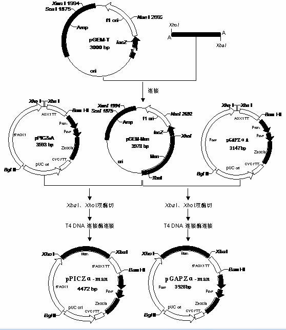 Transformation of acidic beta-mannase gene and construction of engineering bacteria of acidic beta-mannase gene