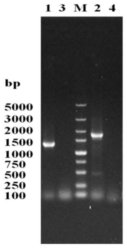 A brewer's yeast strain with low-yielding higher alcohol performance and its construction method