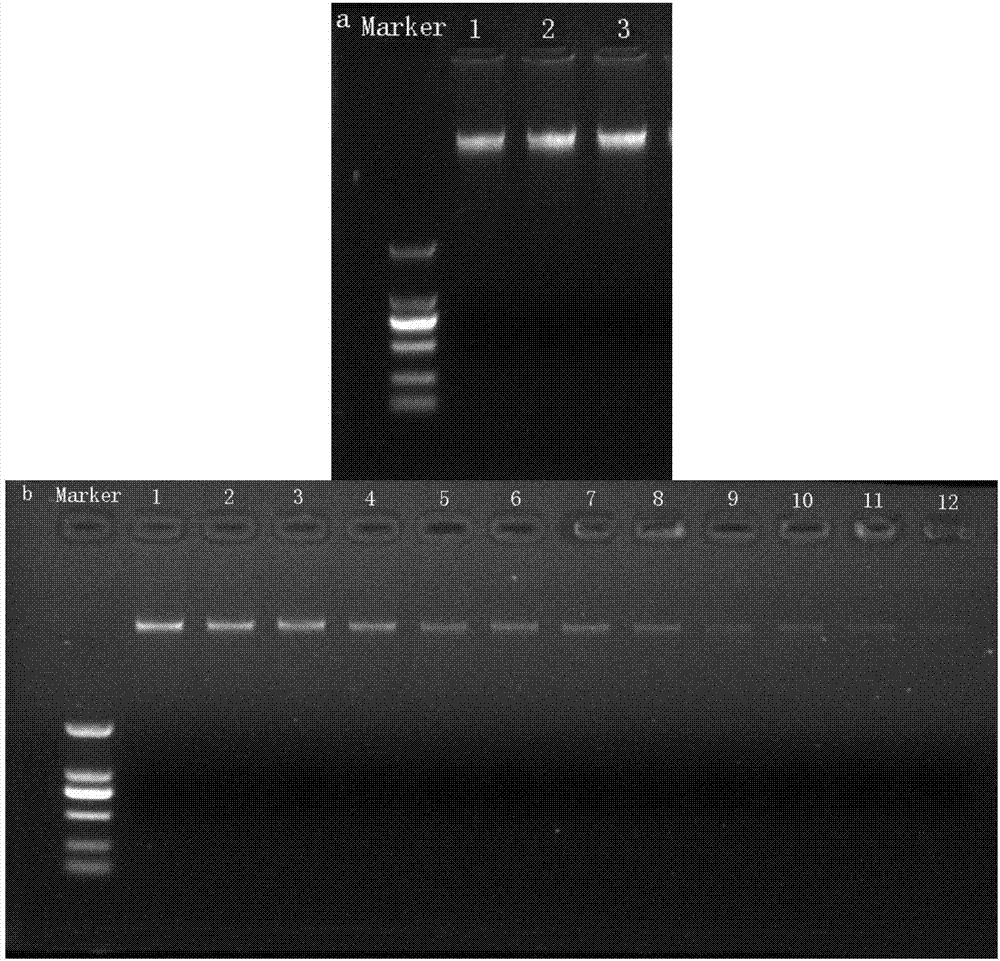 Kit for extracting genome DNA of oral sample based on magnetic bead method and application method of kit