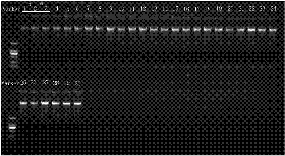 Kit for extracting genome DNA of oral sample based on magnetic bead method and application method of kit