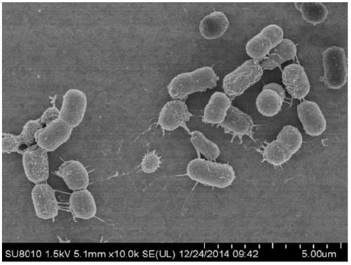 Acinetobacter pitae and its uses