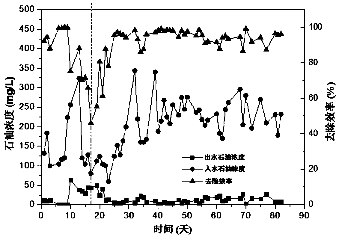 Acinetobacter pitae and its uses