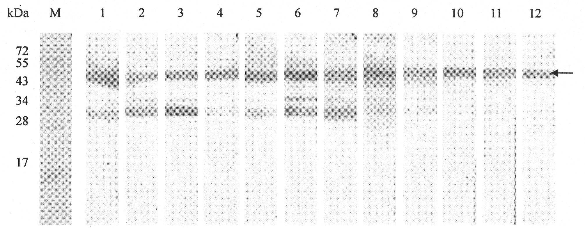 Anti-Pf332-DBL region monoclonal antibody capable of restraining invasion of plasmodiumfalciparum