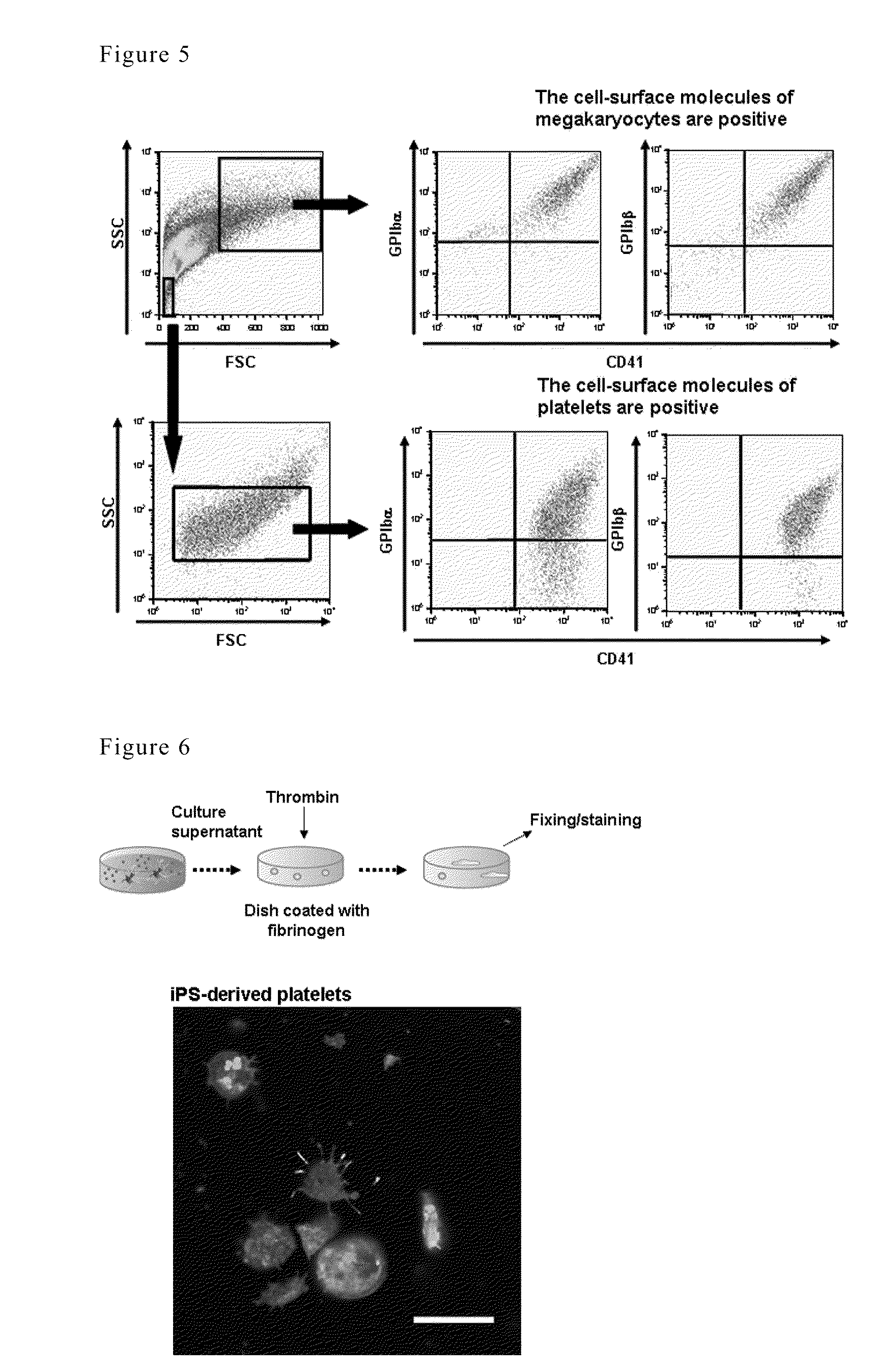 Method for preparation of platelet from iPS cell