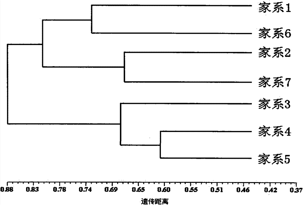 Molecular marker method for identifying fugu rubripes parentage as well as microsatellite and kit used for molecular marker method