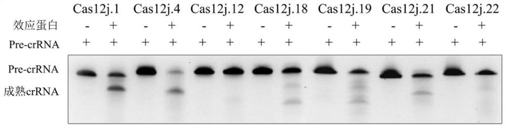 CRISPR-Cas12j enzyme and system
