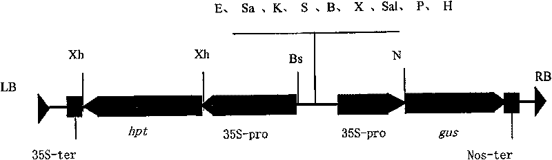 Expression vector changing distribution of rice storage protein as well as preparation and use thereof