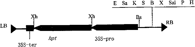 Expression vector changing distribution of rice storage protein as well as preparation and use thereof