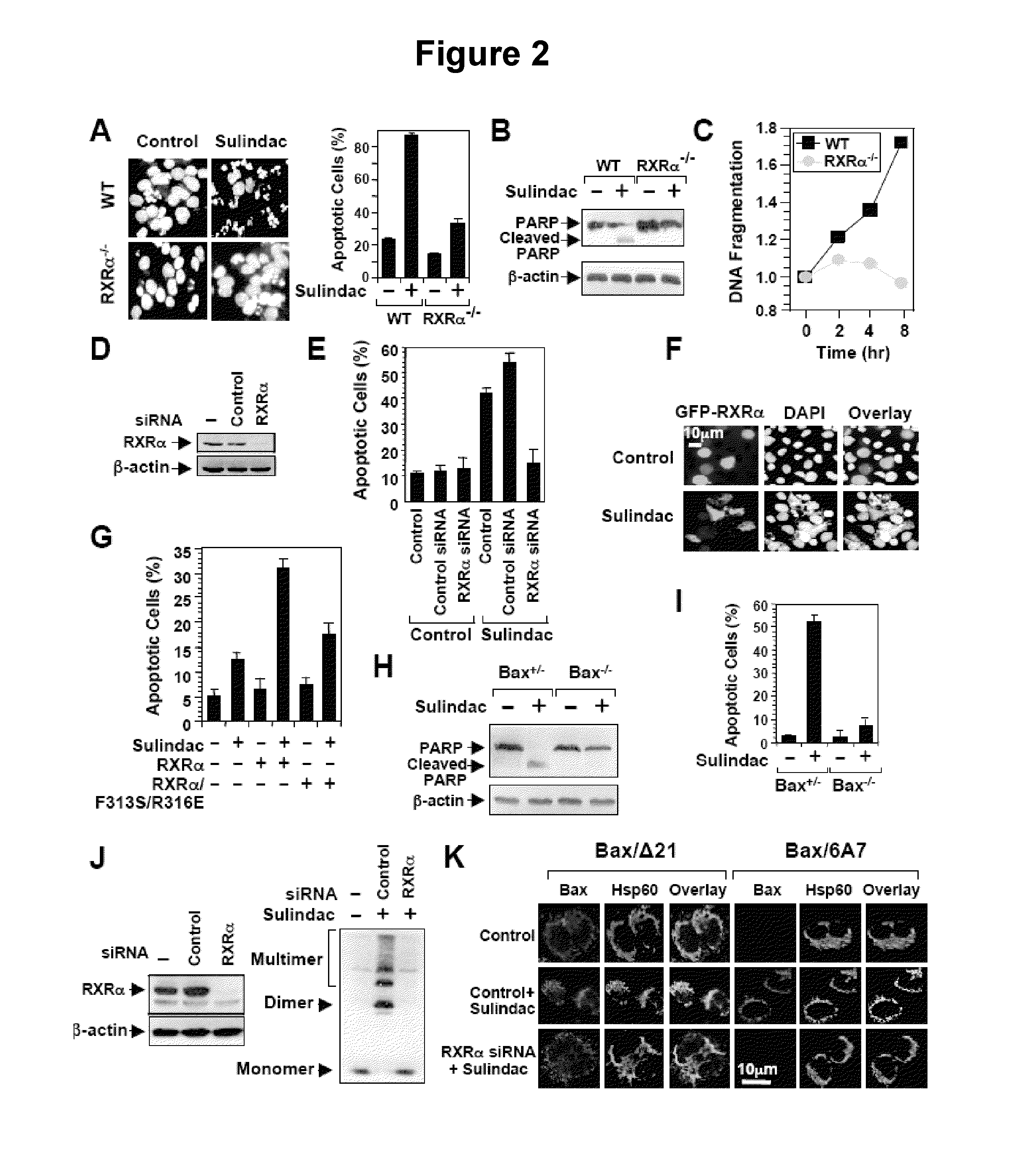 Methods and compositions related to a retinoid receptor-selective pathway