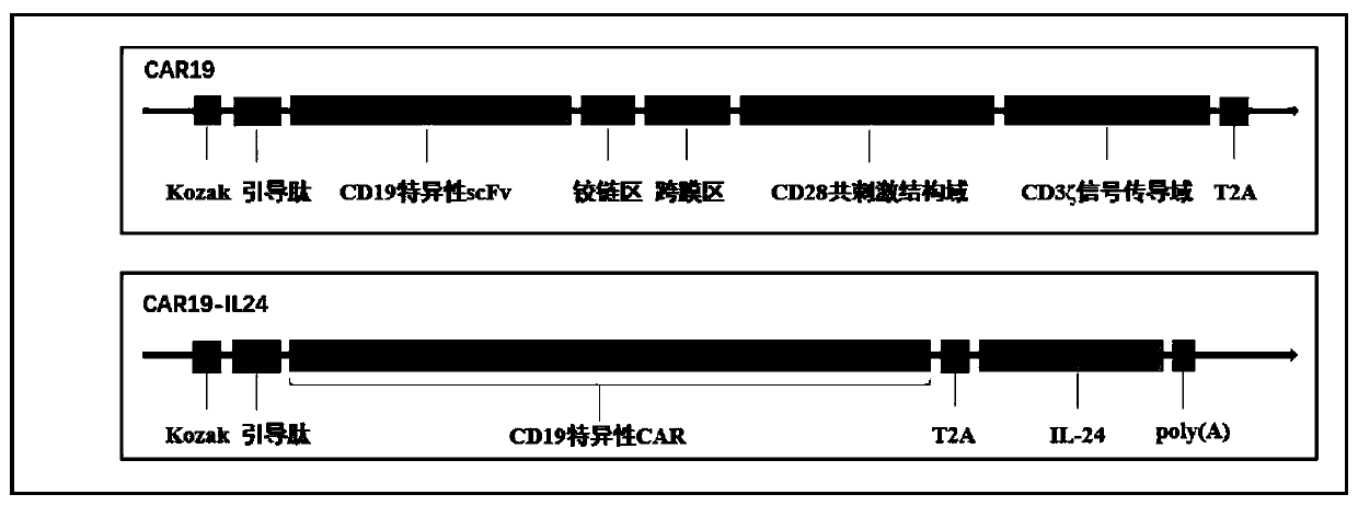 Recombinant CAR19-IL24 gene, lentiviral vector, CAR19-IL24-T cell and application of recombinant CAR19-IL24 gene, lentiviral vector and CAR19-IL24-T cell