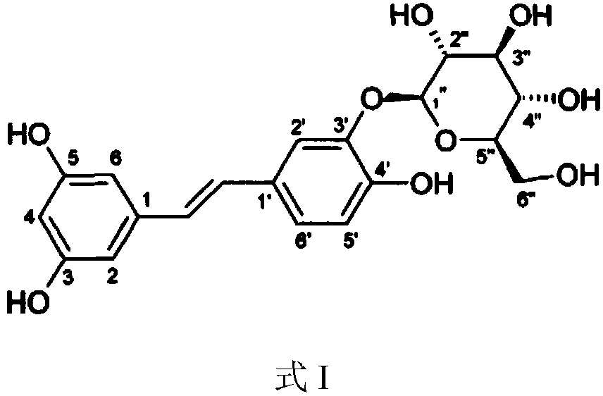 Application of Piceatannol 3'-O-glucoside in preparation of product for treating and/or preventing respiratory diseases