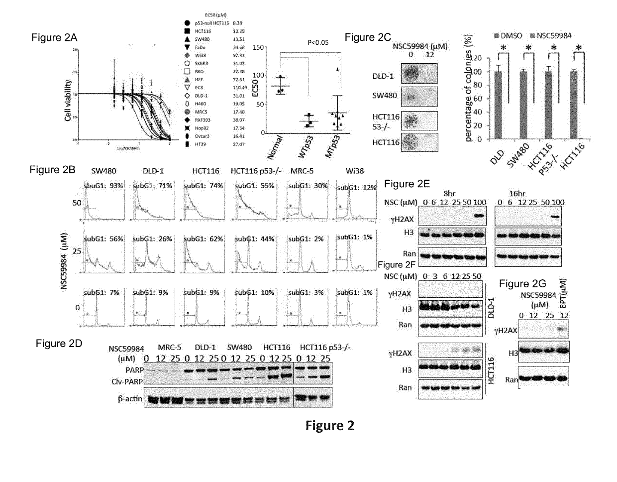 Compound For Anti-Cancer Therapy That Acts By Targeting GOF Mutant P53 And Stimulates P73 To Restore The P53 Pathway Signaling