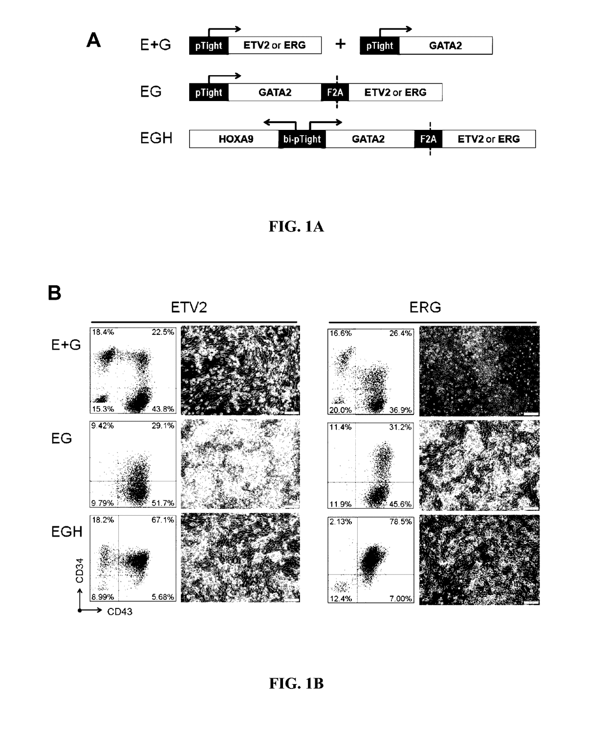 Multi-lineage hematopoietic precursor cell production by genetic programming