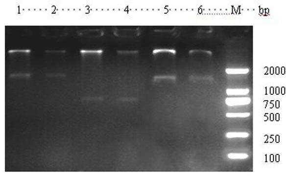 Preparation method of orally-taken vaccine for treatment of hemorrhage of grass carp