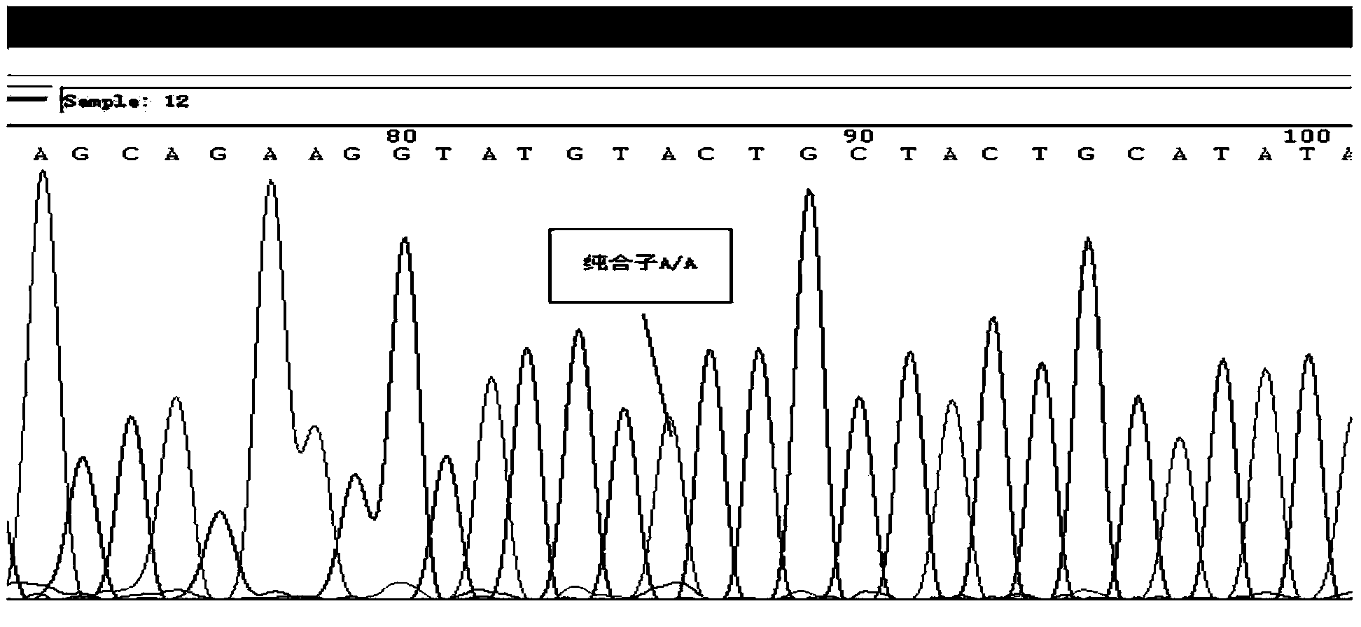 Selection, detection and application of catalase gene tagging single nucleotide polymorphic sites