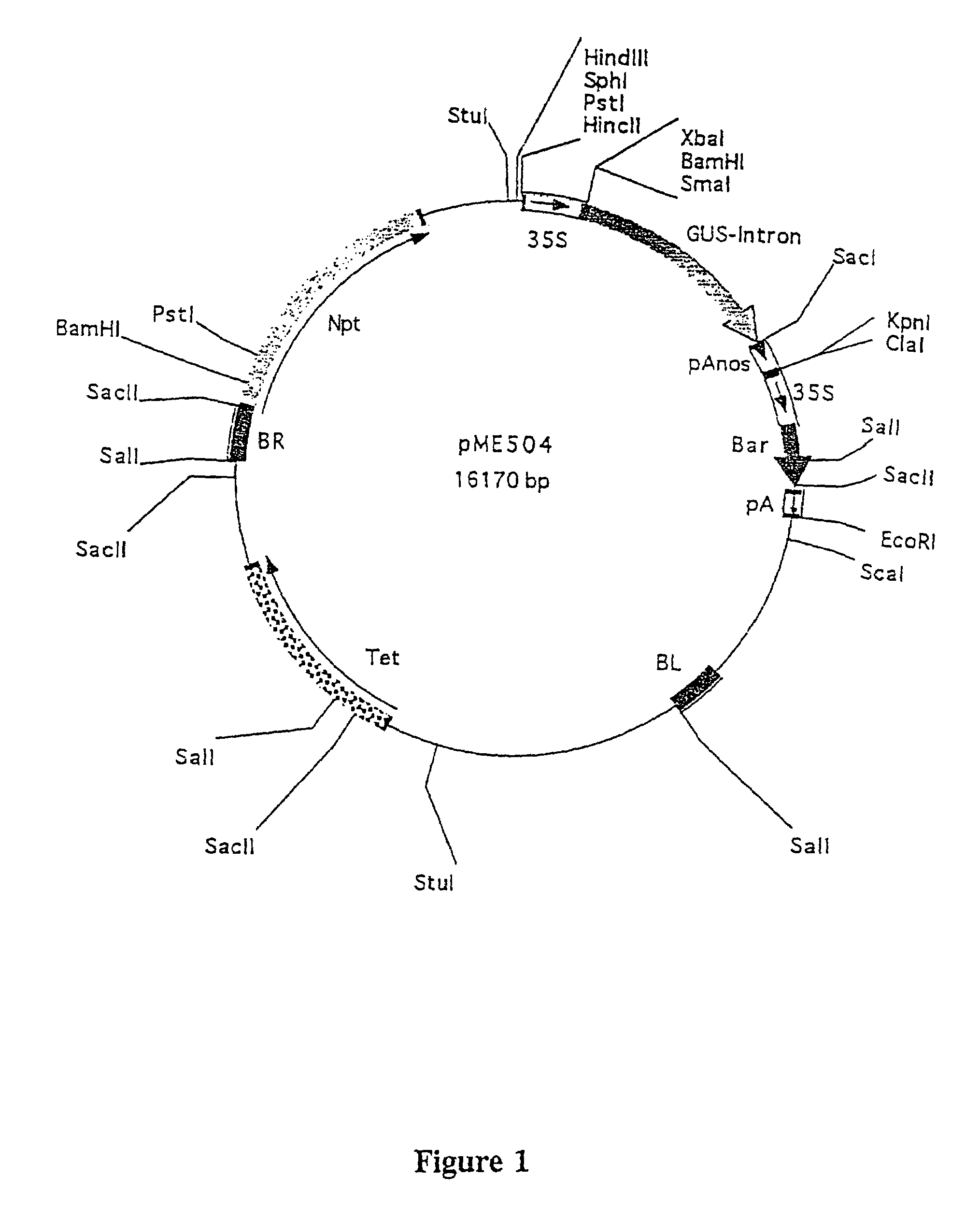 Transgenic Lemnaceae